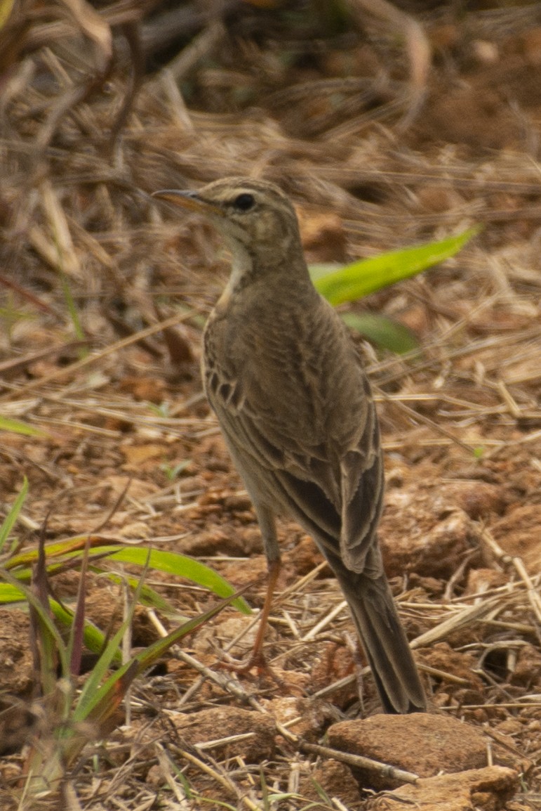 Pipit rousset - ML644737484