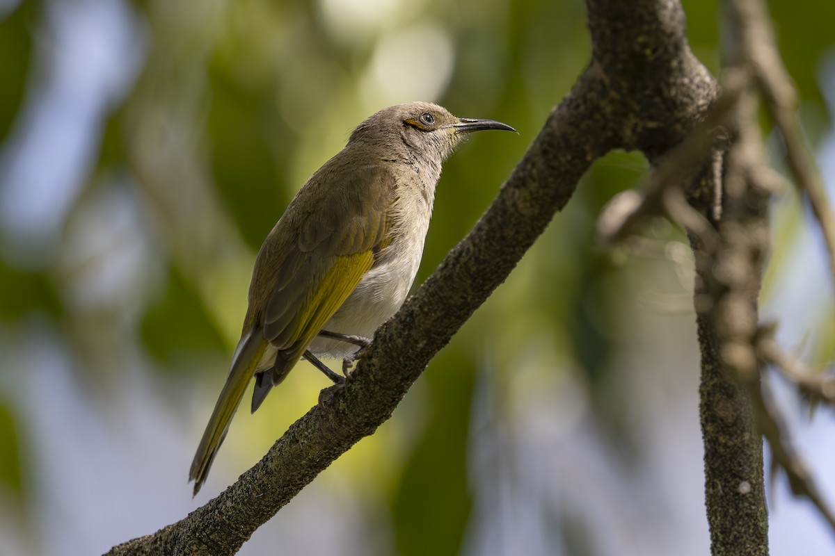 Brown Honeyeater - ML644737517