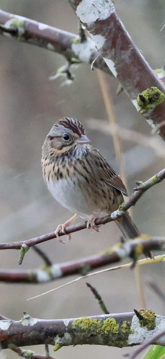 strnadec pruhohlavý - ML644737542