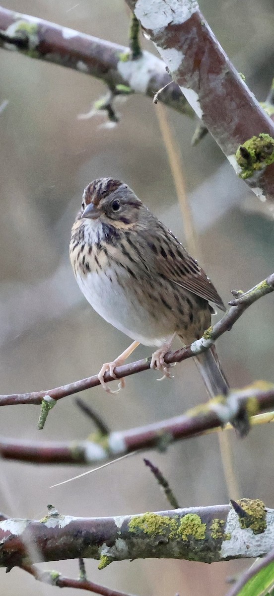 strnadec pruhohlavý - ML644737543