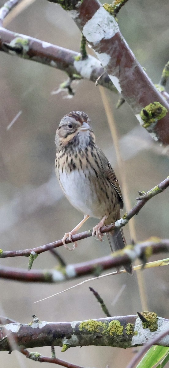 strnadec pruhohlavý - ML644737544