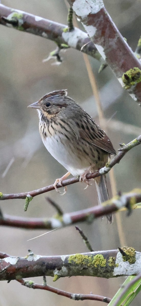 strnadec pruhohlavý - ML644737545