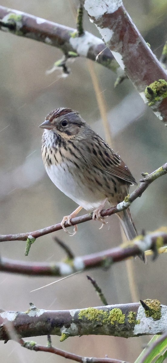 strnadec pruhohlavý - ML644737546