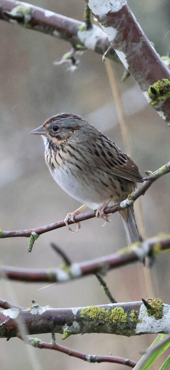 strnadec pruhohlavý - ML644737547