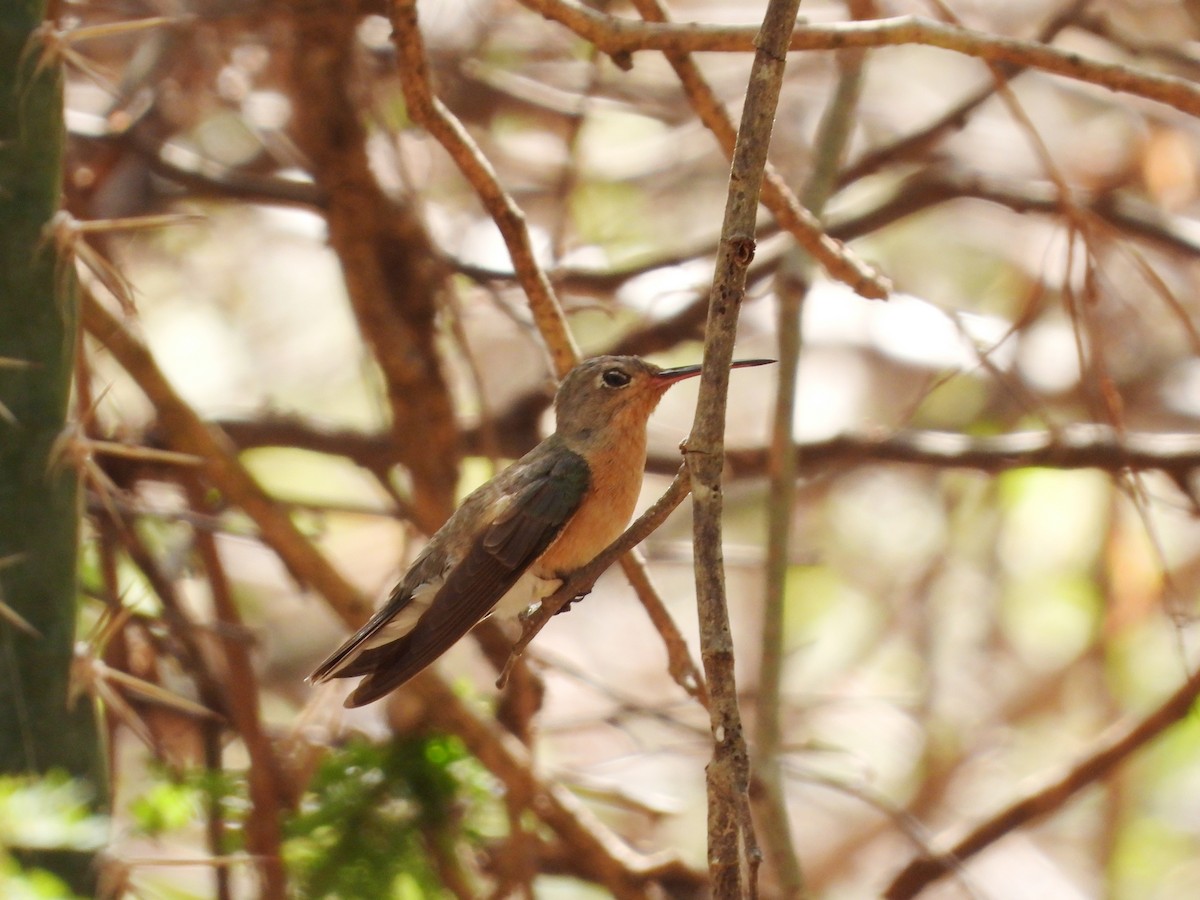 Buffy Hummingbird - ML644737574