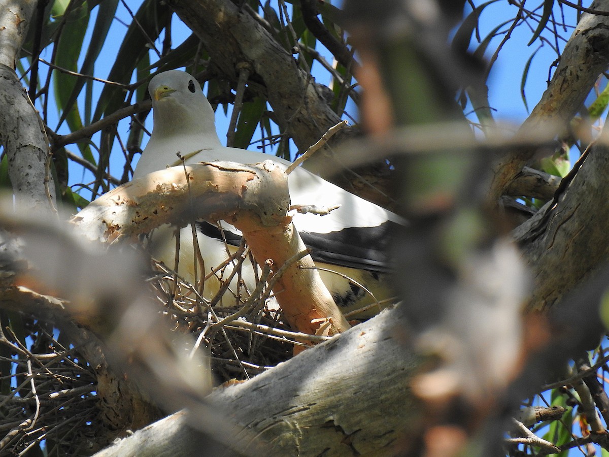 holub pobřežní - ML644737579