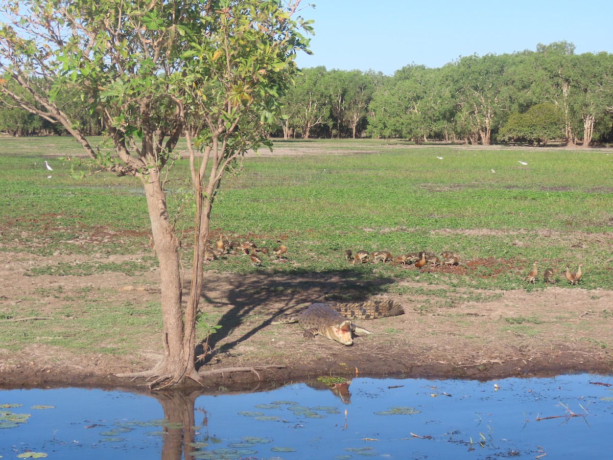 Saltwater Crocodile - ML644737599