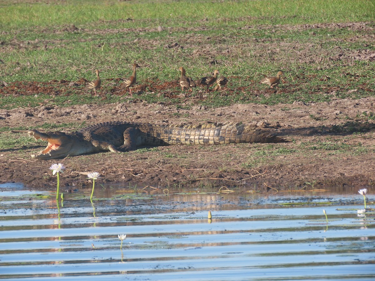 Saltwater Crocodile - ML644737600