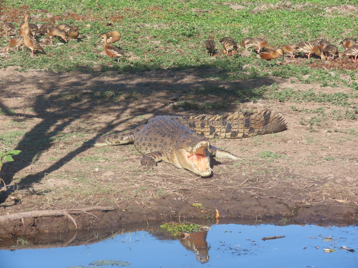 Saltwater Crocodile - ML644737601