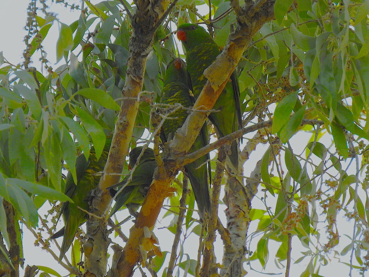 lori žlutošupinatý - ML644737602