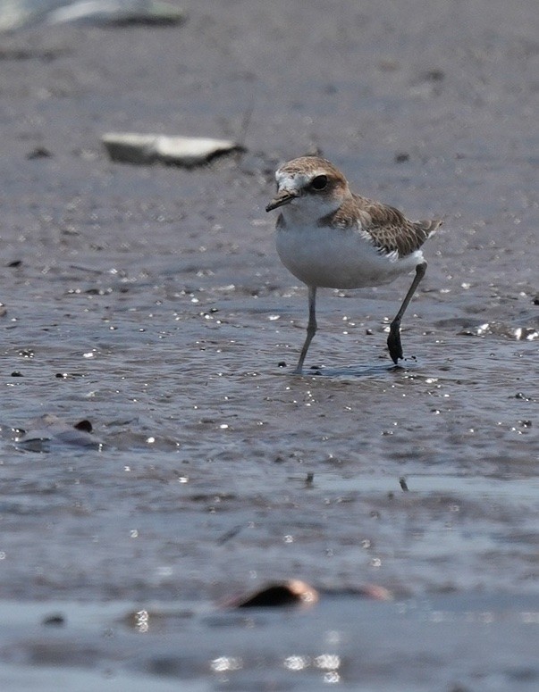 kulík jávský - ML644737617