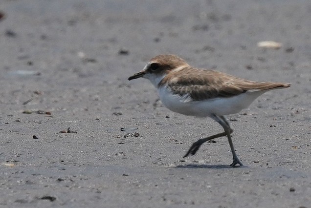 kulík jávský - ML644737618