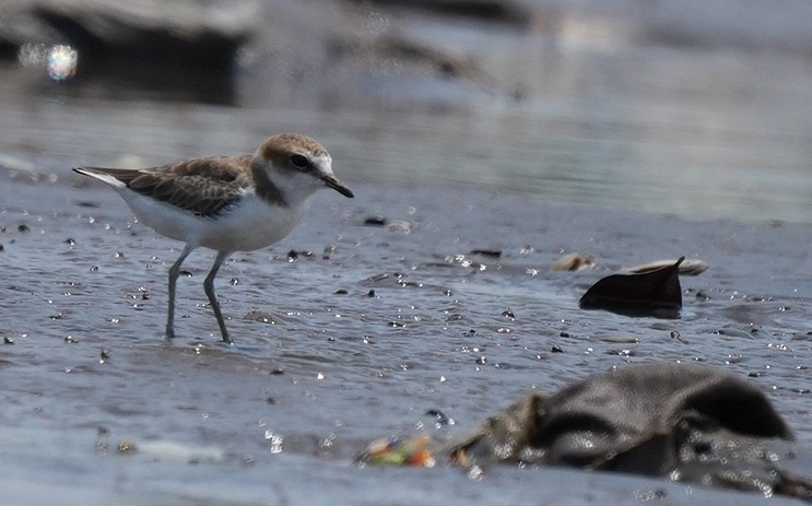 kulík jávský - ML644737619