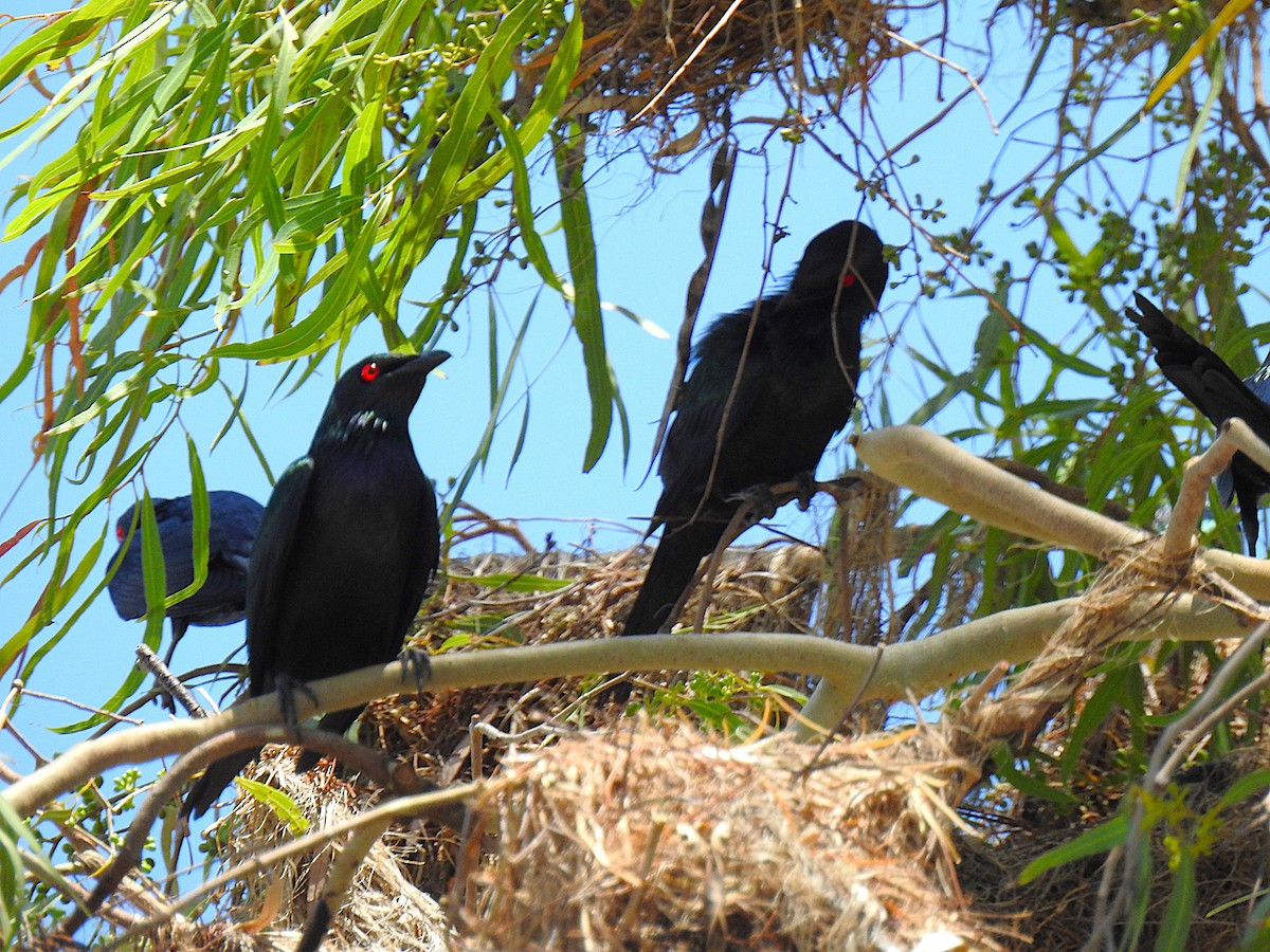 špaček lesklý - ML644737628