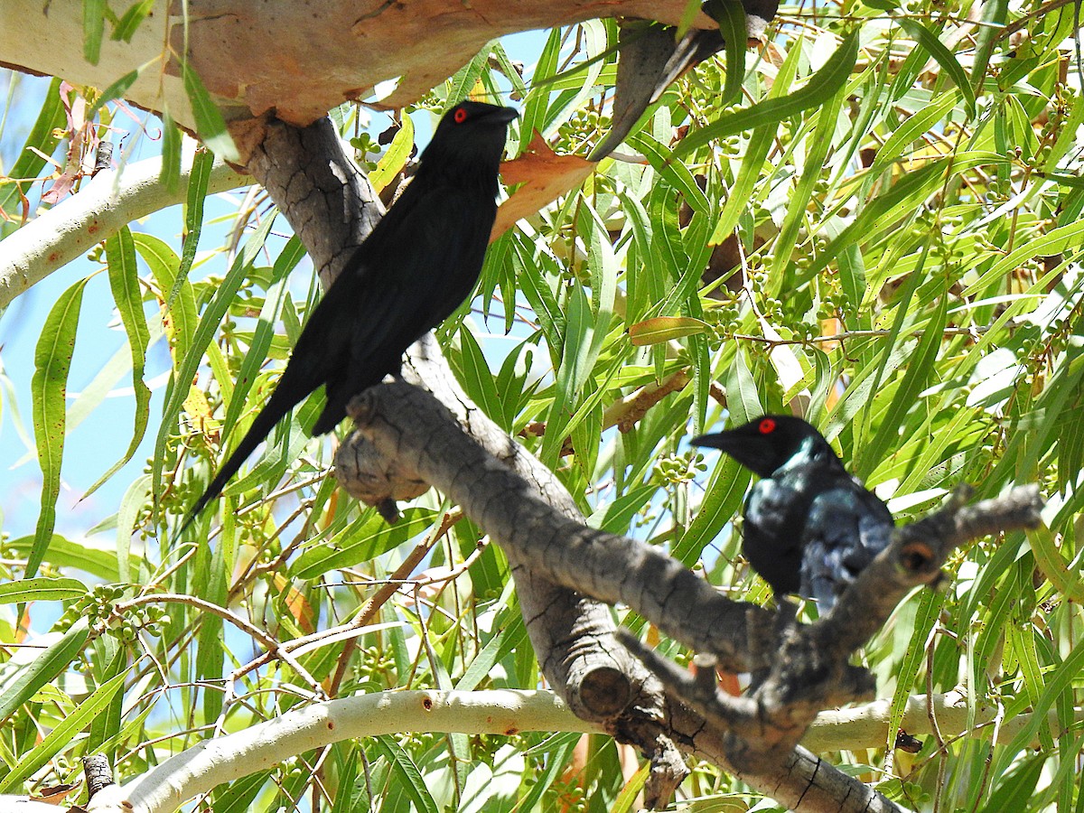 špaček lesklý - ML644737629