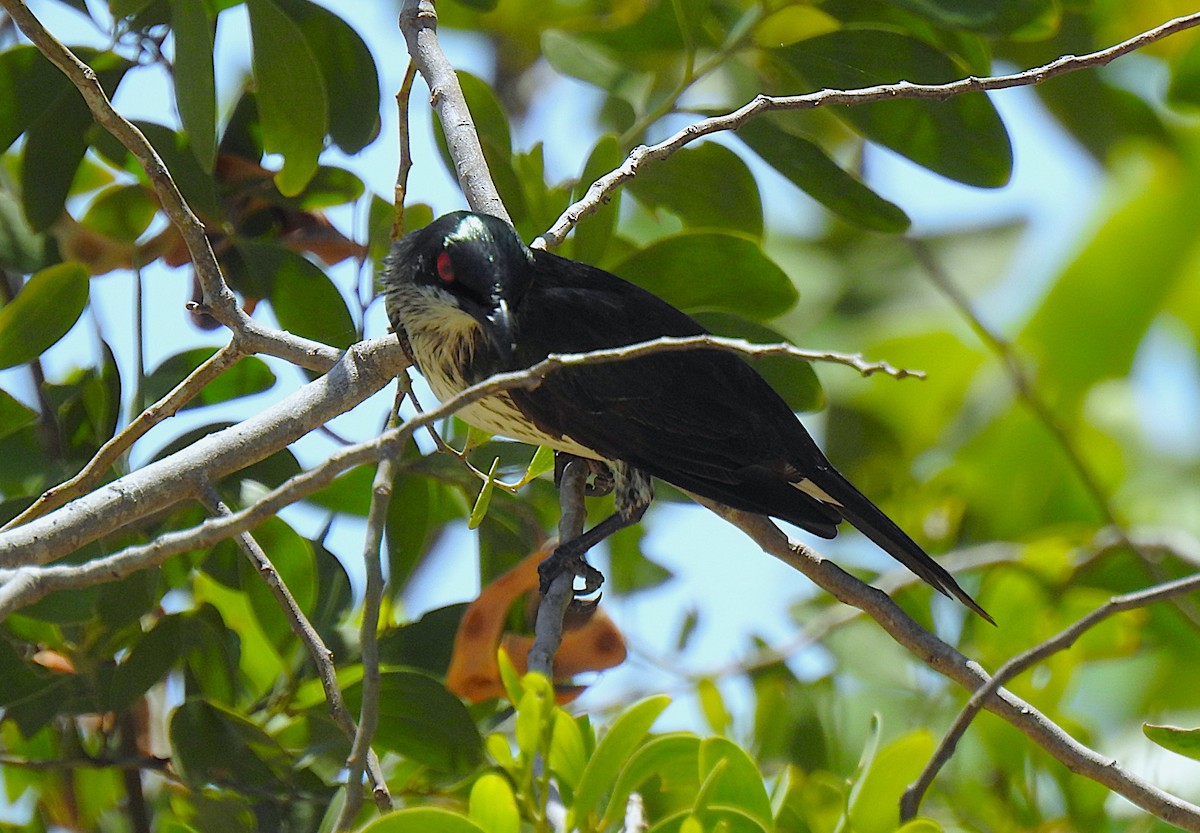 špaček lesklý - ML644737630