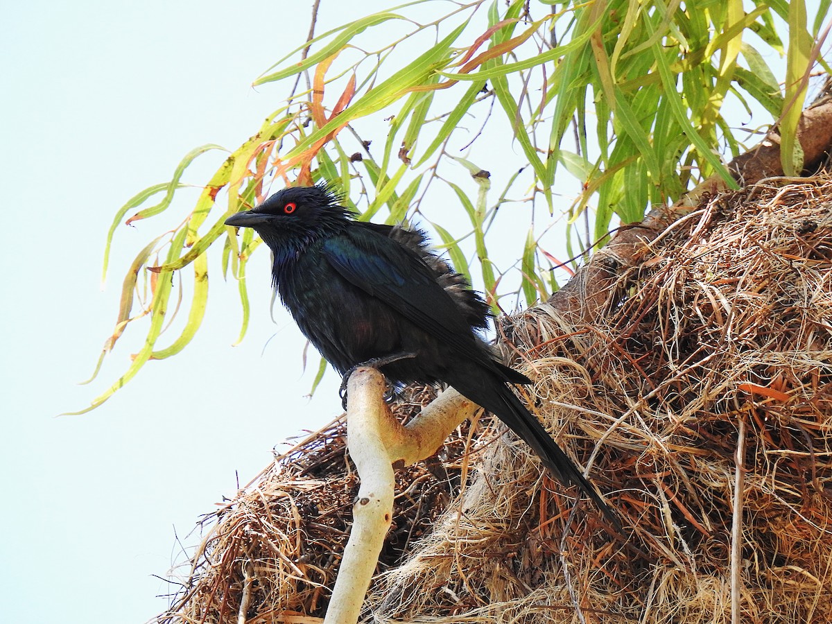 špaček lesklý - ML644737633