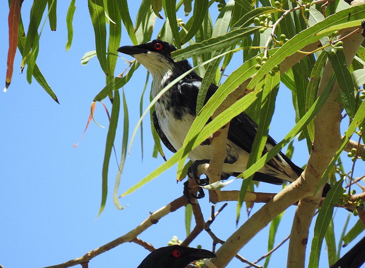 špaček lesklý - ML644737636