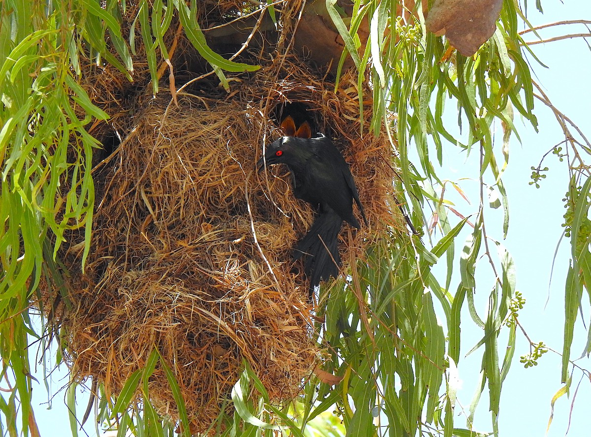 špaček lesklý - ML644737638