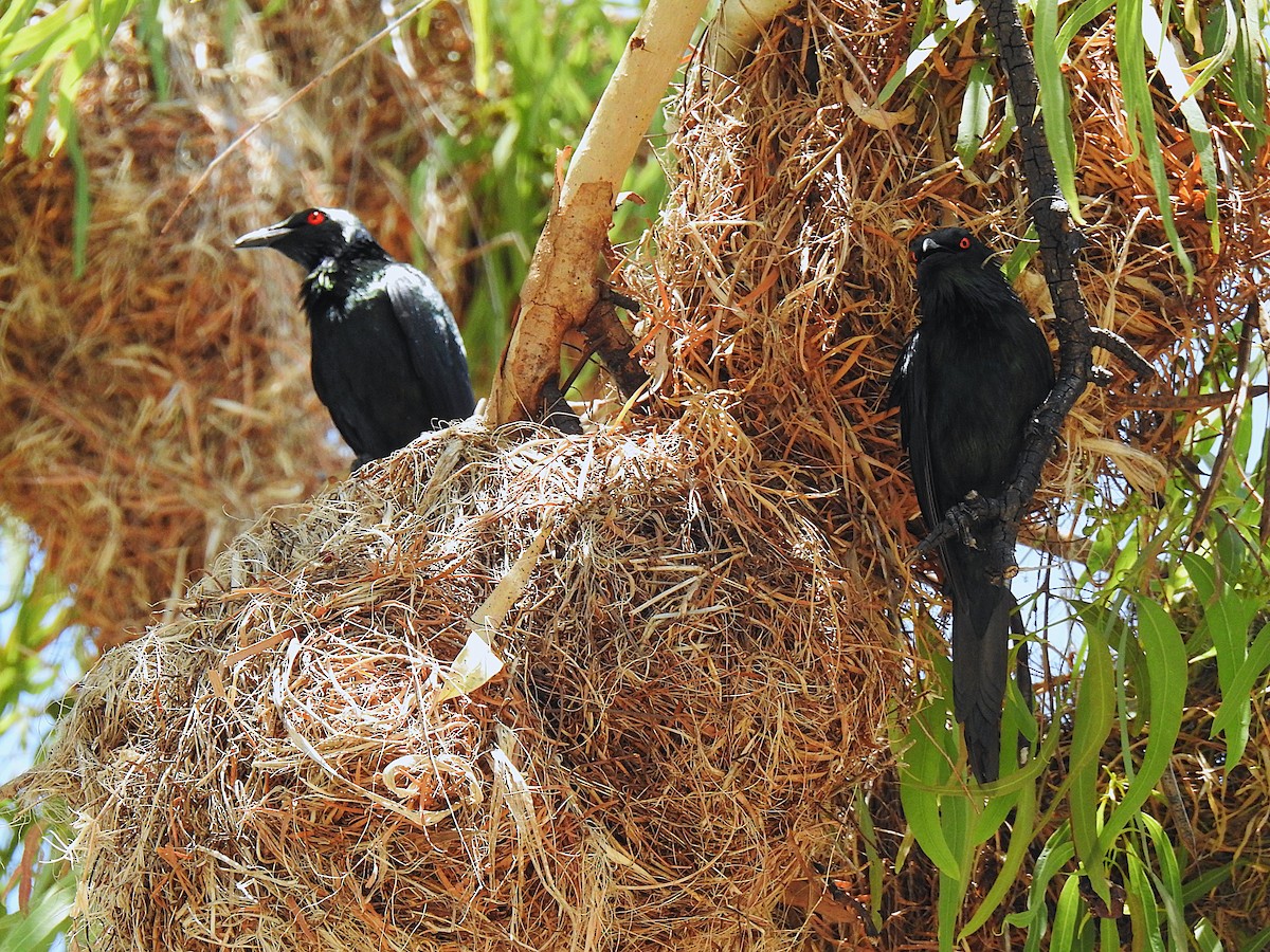 špaček lesklý - ML644737641