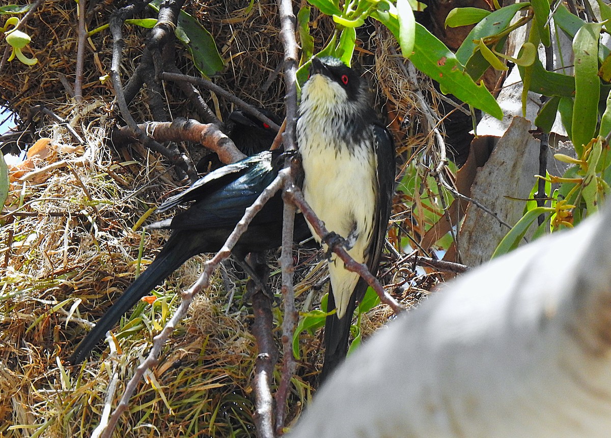 špaček lesklý - ML644737643