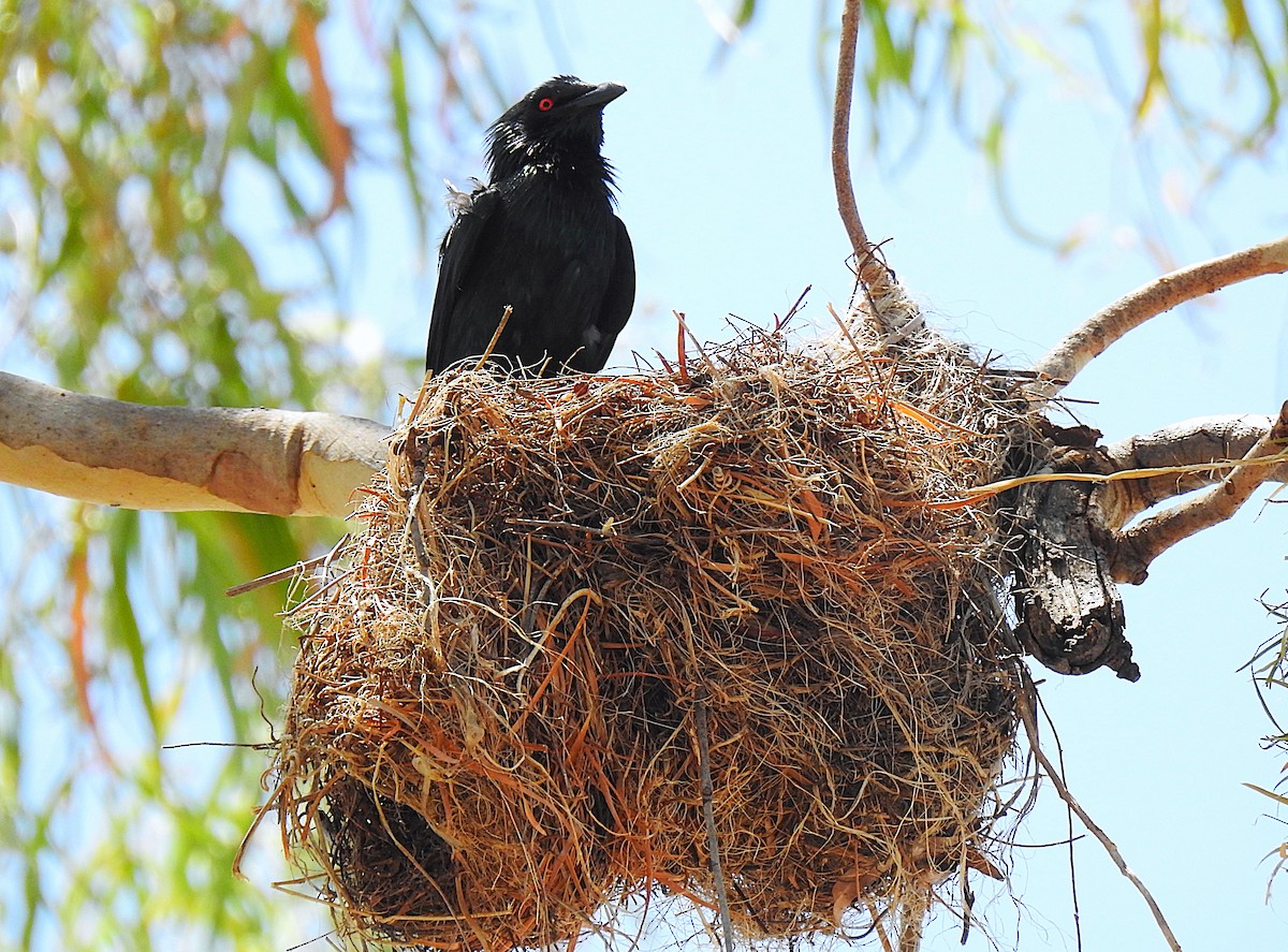 špaček lesklý - ML644737647