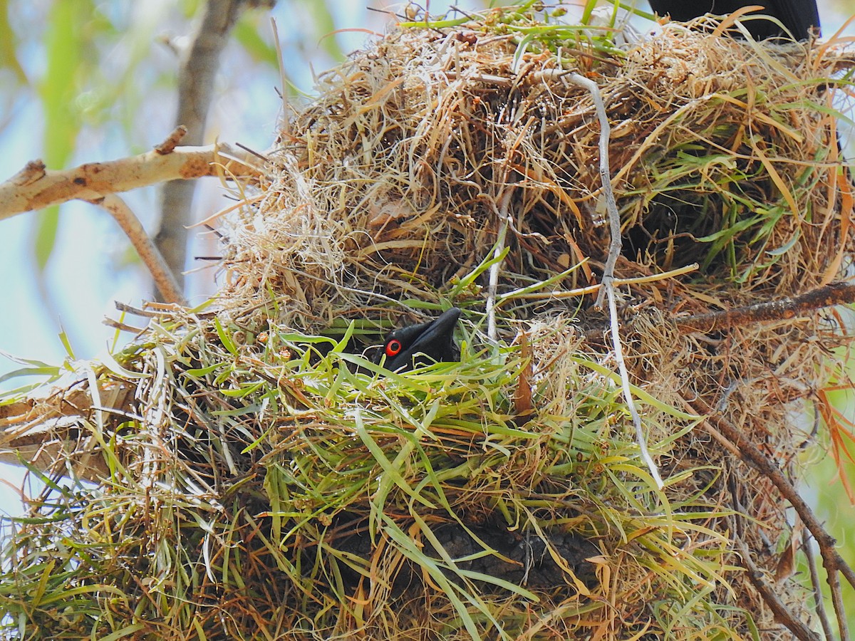 špaček lesklý - ML644737653