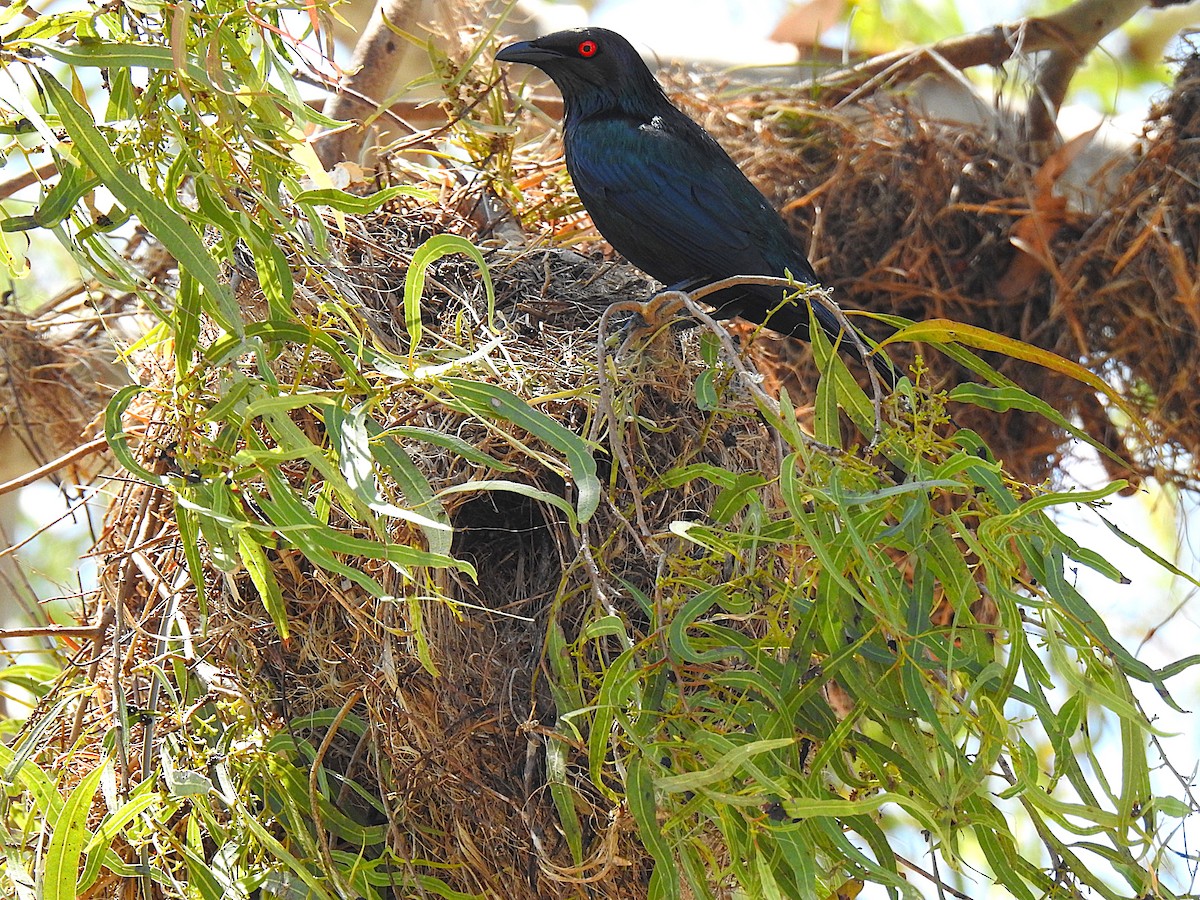 špaček lesklý - ML644737655