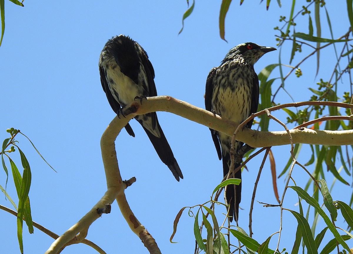 špaček lesklý - ML644737660