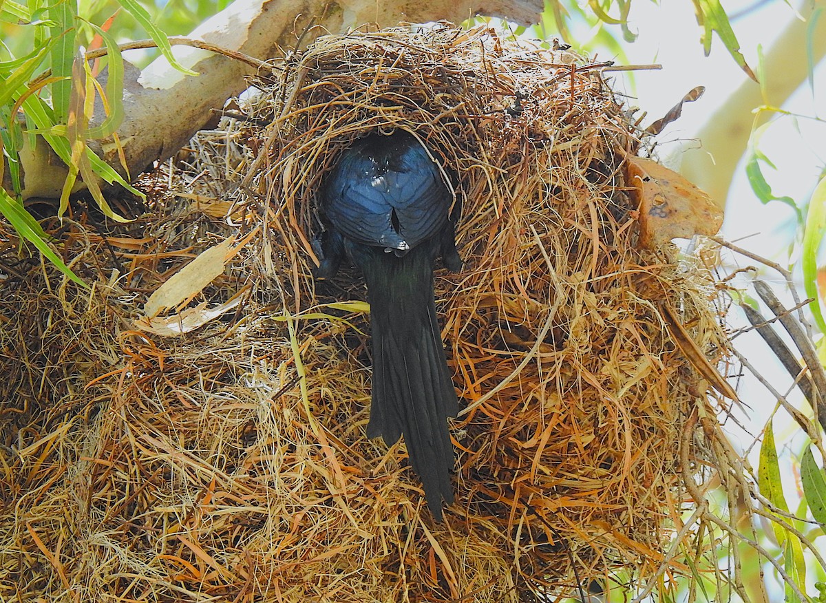 špaček lesklý - ML644737661