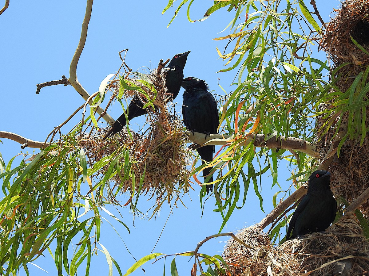 špaček lesklý - ML644737663