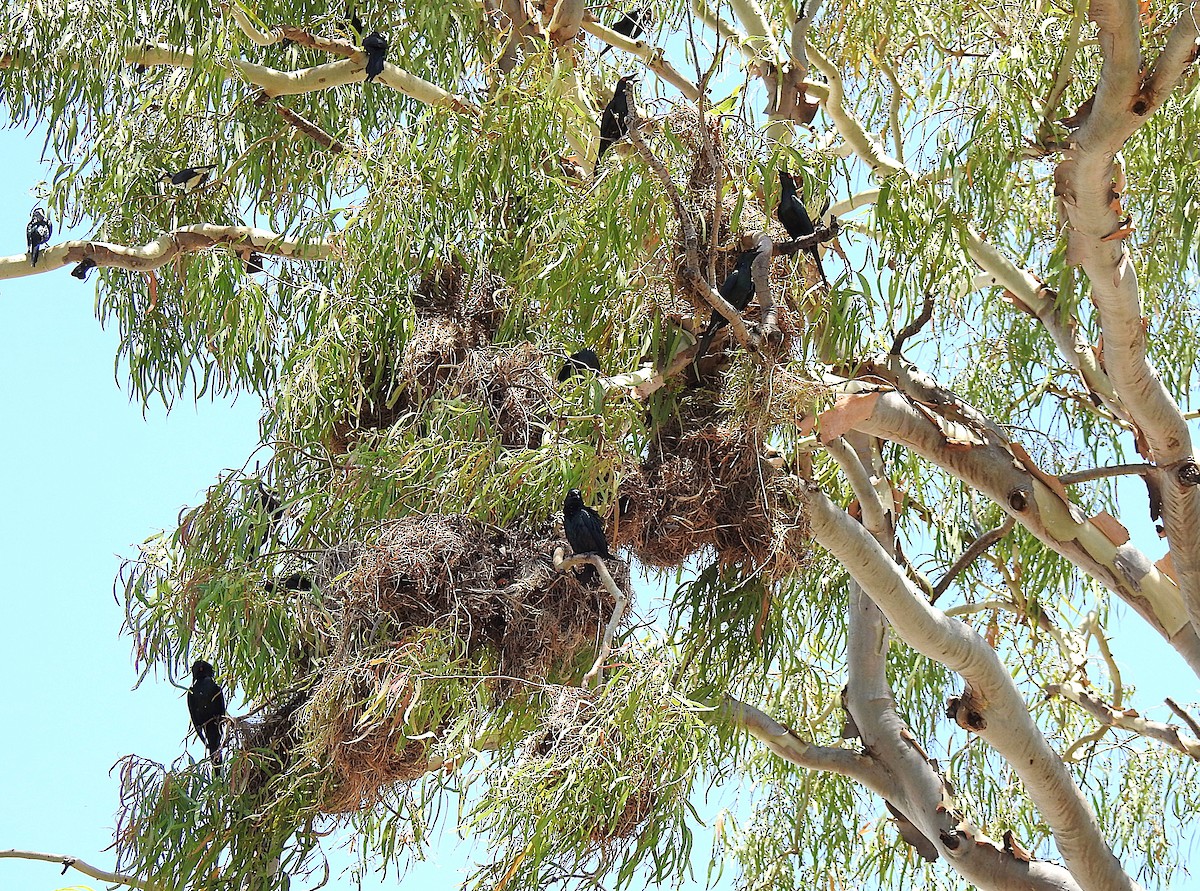 špaček lesklý - ML644737666