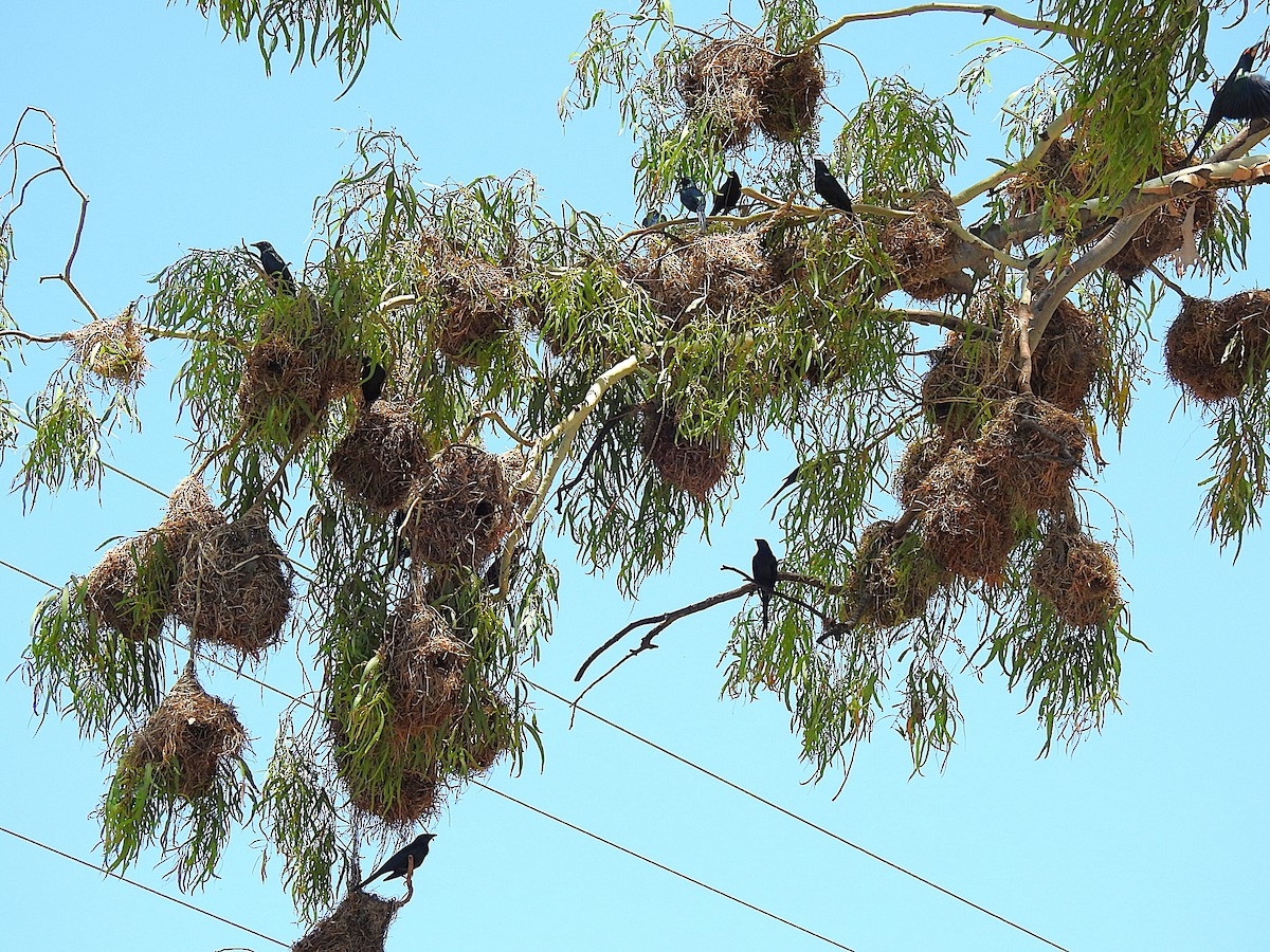 špaček lesklý - ML644737667