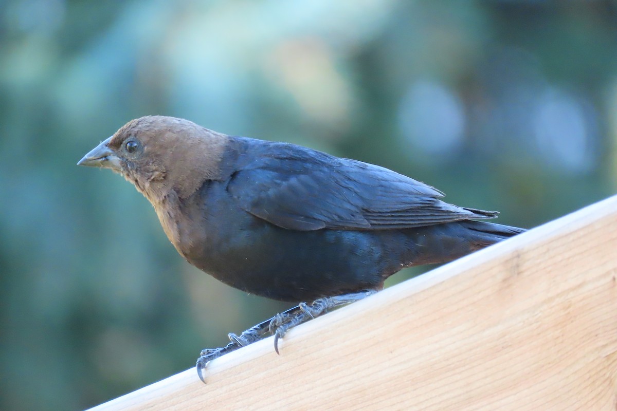 Brown-headed Cowbird - ML644737673