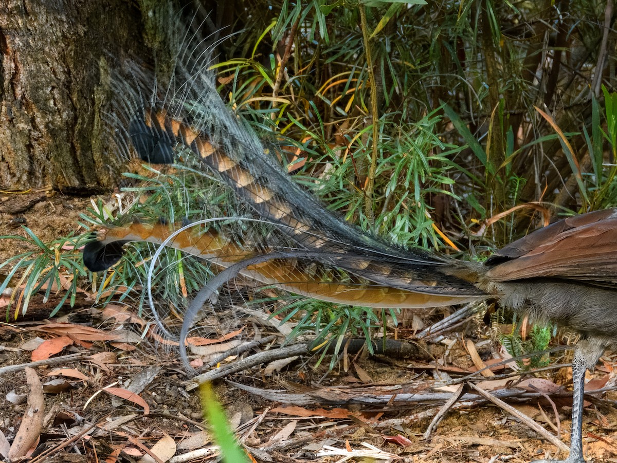 praktlyrestjert - ML644737688