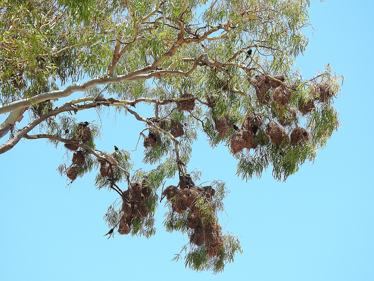 špaček lesklý - ML644737692