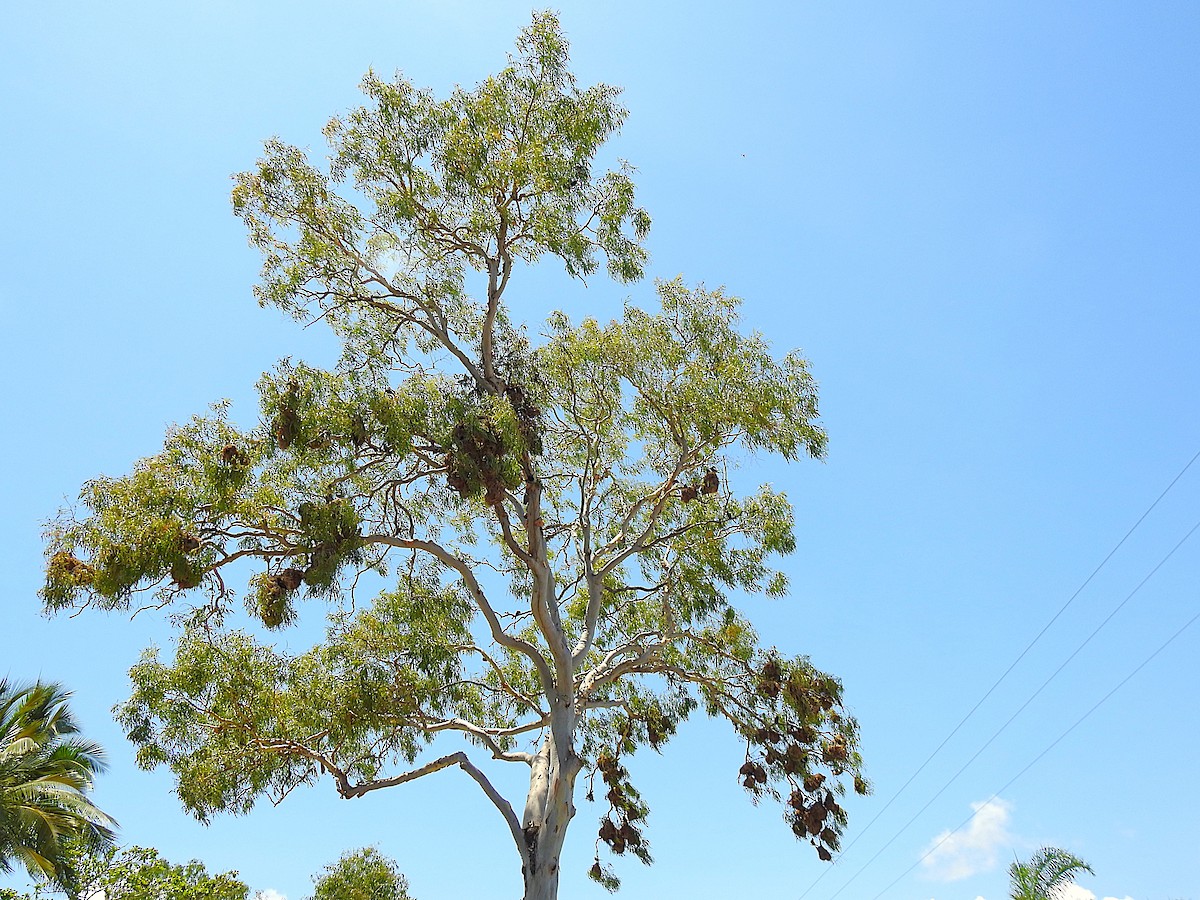 špaček lesklý - ML644737699