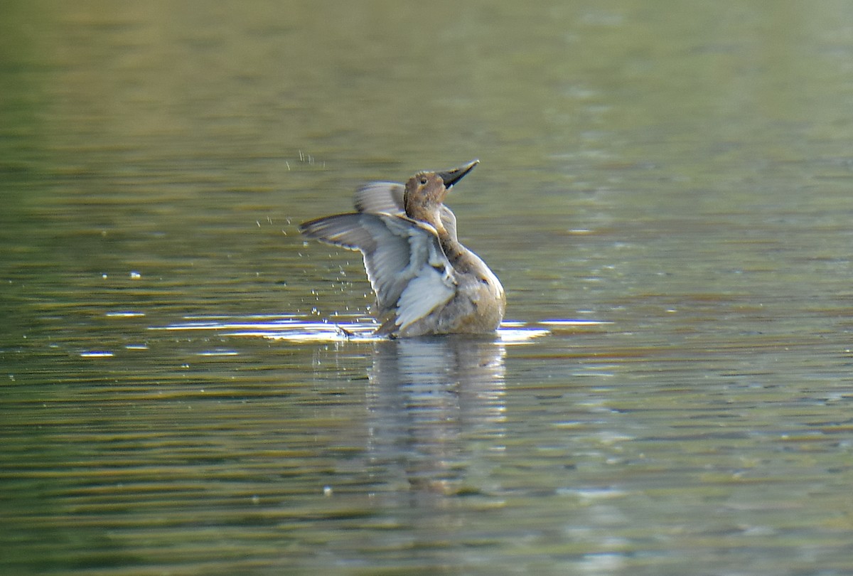 Murgilari bizkarzuria - ML644737705