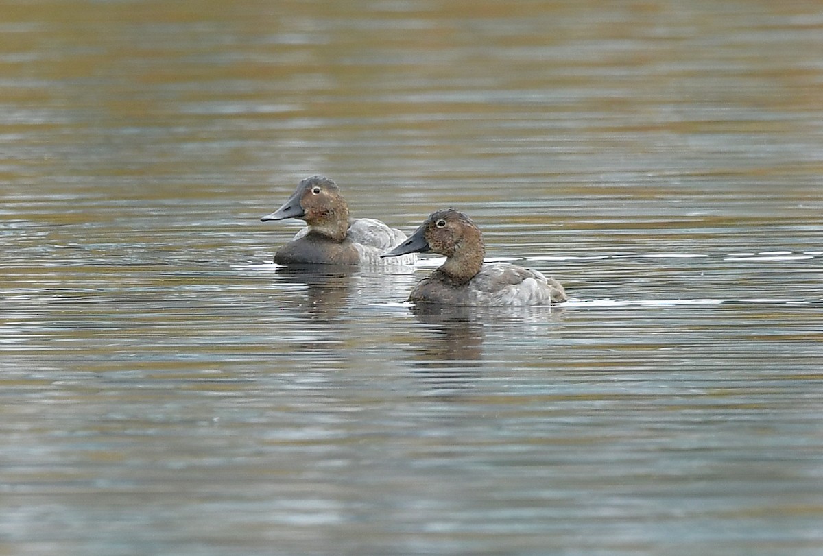 Murgilari bizkarzuria - ML644737706