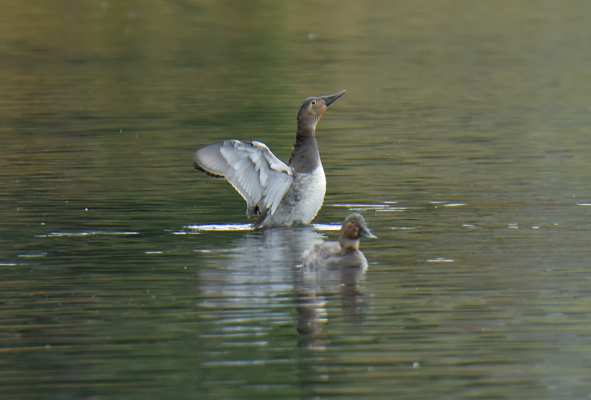 Murgilari bizkarzuria - ML644737707