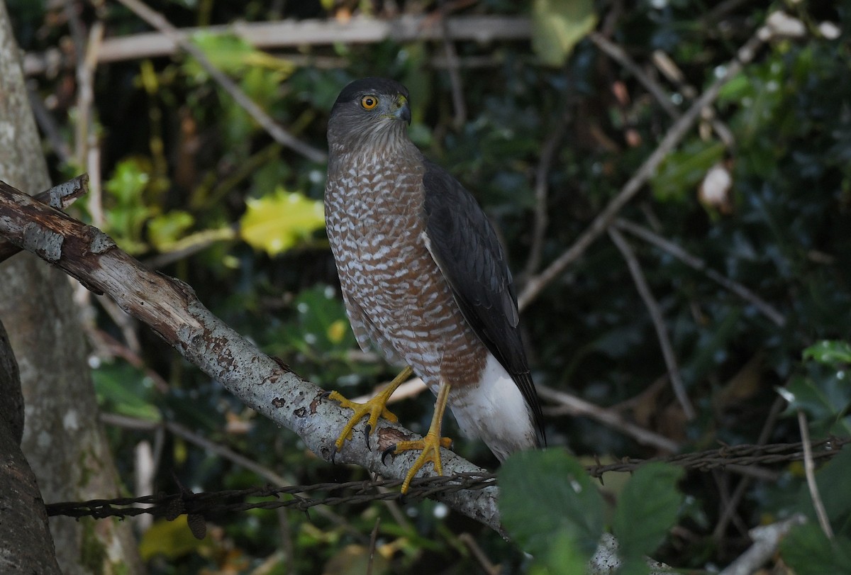 Cooper's Hawk - ML644737715