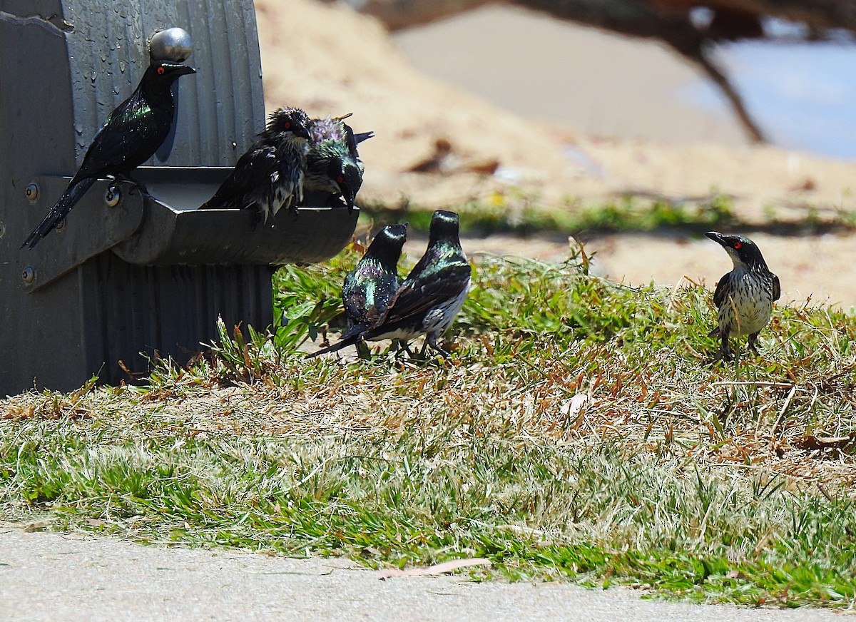 špaček lesklý - ML644737733