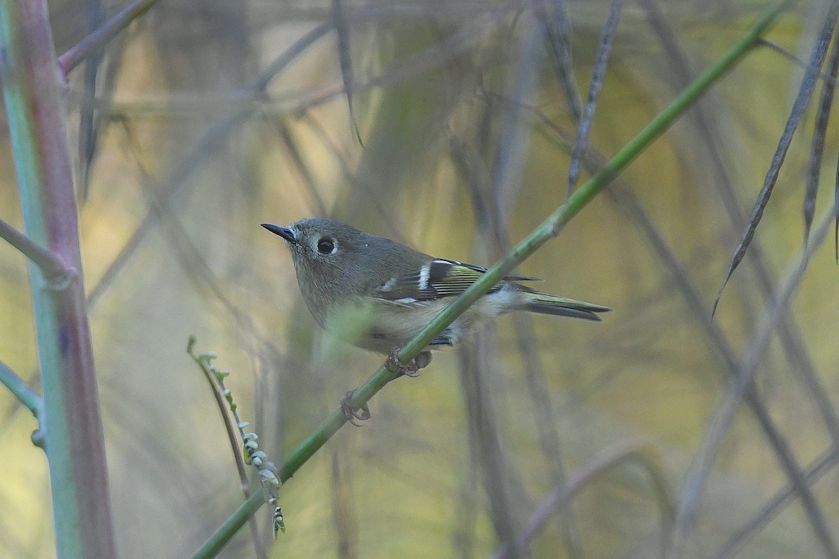 Ruby-crowned Kinglet - ML644737742