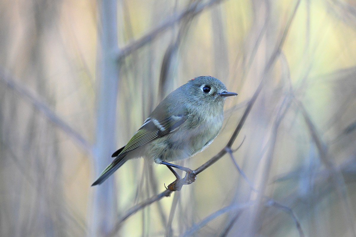 Ruby-crowned Kinglet - ML644737743