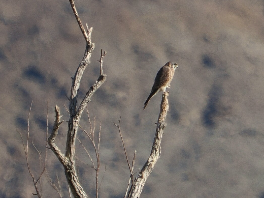 בז אמריקני - ML644737771