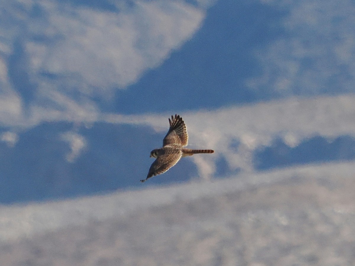 בז אמריקני - ML644737772