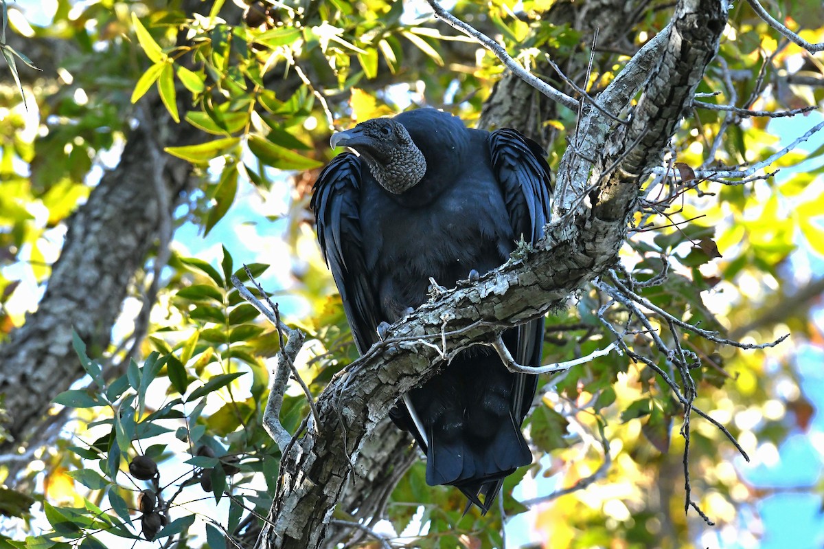 Black Vulture - ML644737773