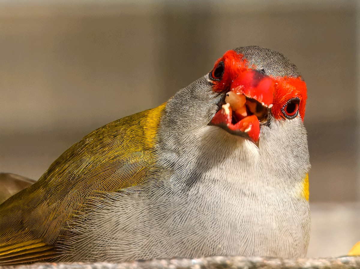 Red-browed Firetail - ML644737774