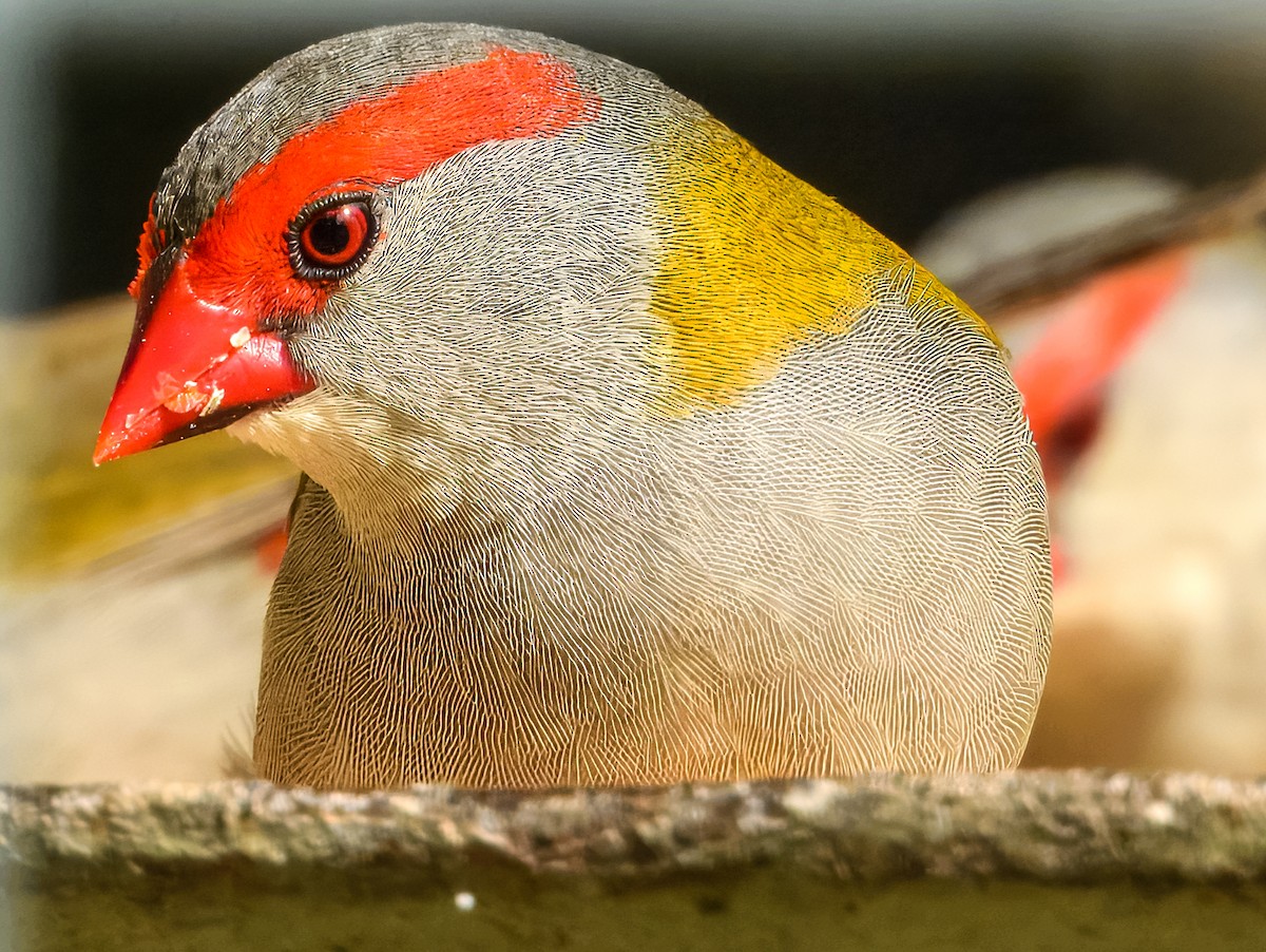 Red-browed Firetail - ML644737775