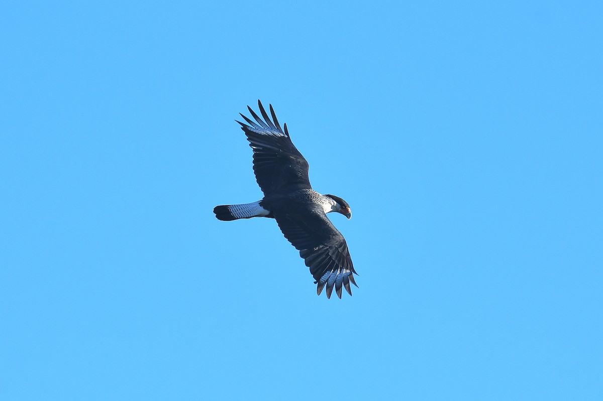 Crested Caracara (Northern) - ML644737776